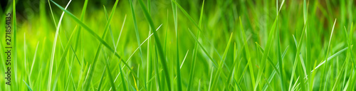 Panoramic view of green grass on green colorful bokeh background, panoramic view of wild grass on green bokeh