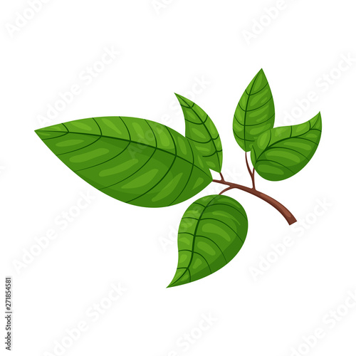 Vector design of tea and leaf symbol. Collection of tea and fresh stock symbol for web.