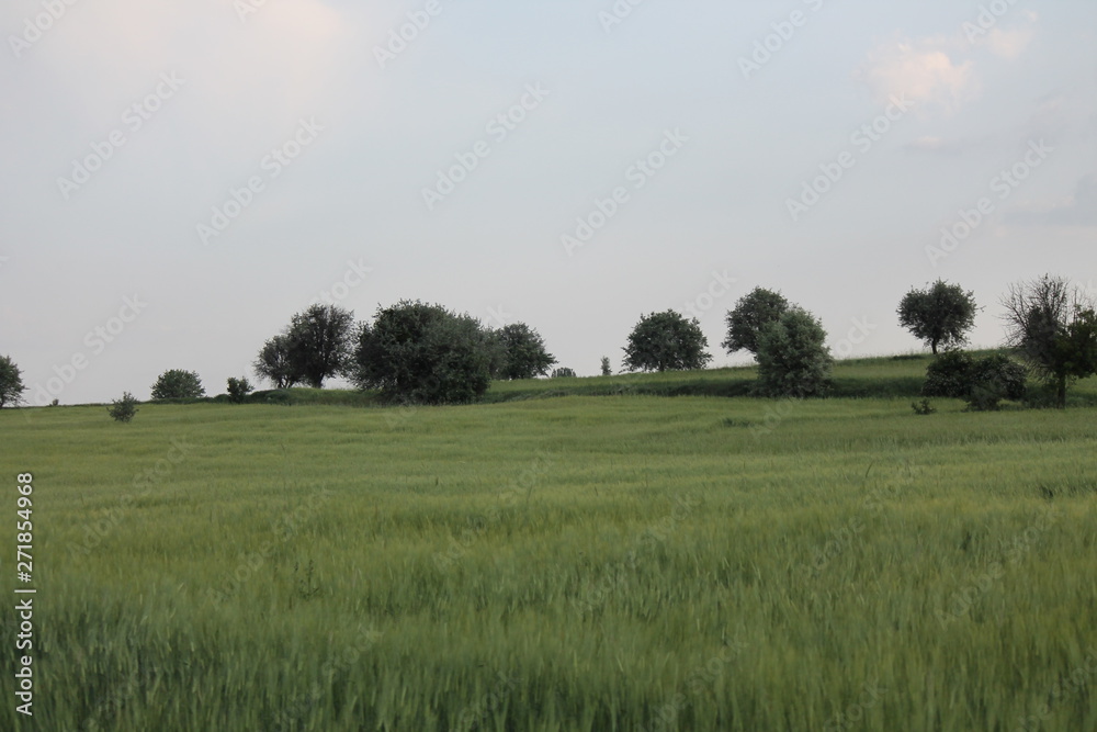 Field lanscape photo with blue sky