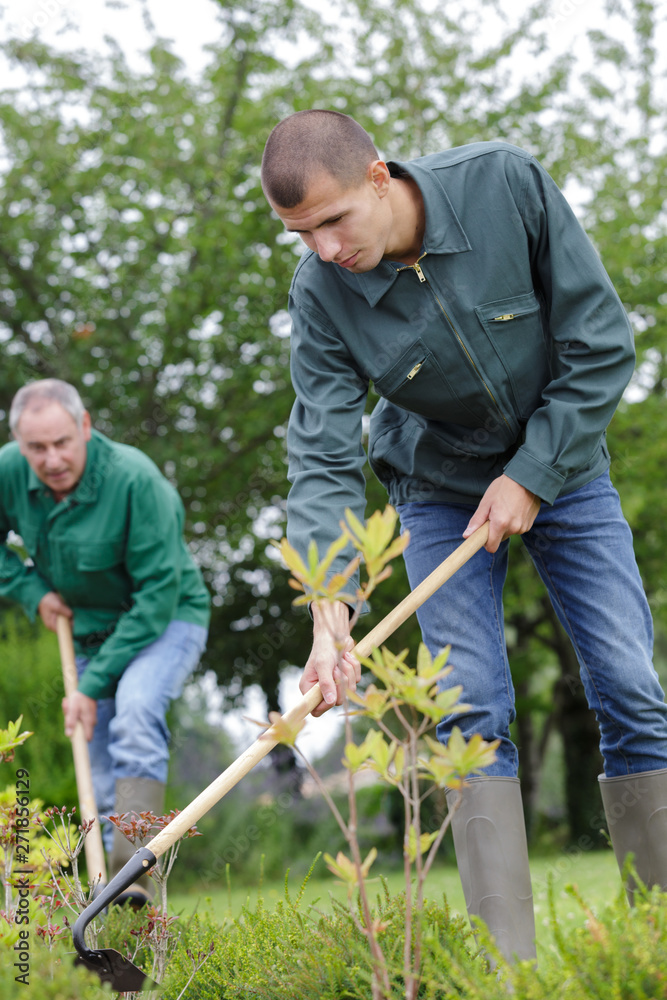 men digging with spade on garden men digging with spade on garden