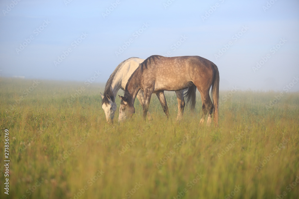 two grey horses grazing in the field two grey horses grazing in the field
