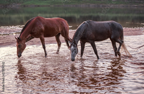 two horses in the pond