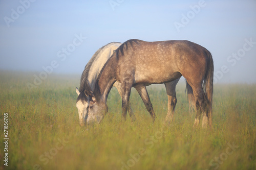 two grey horses at the pasture