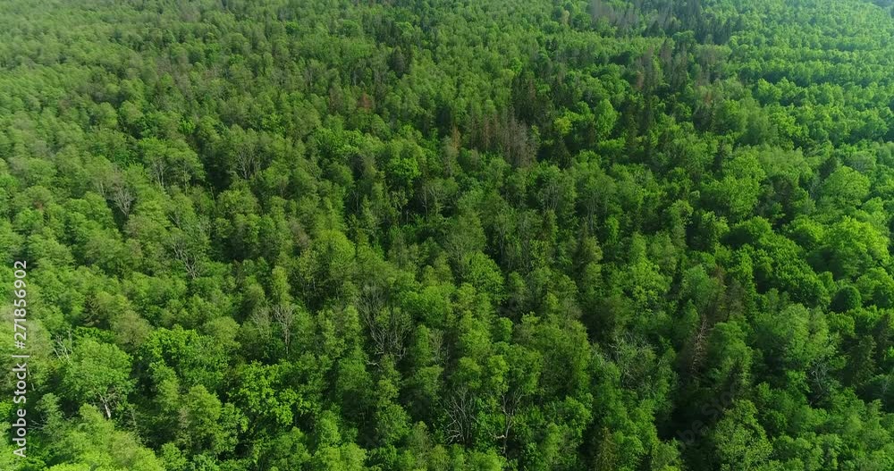 Aerial view of a forest landscape on a spring day Aerial view of a forest landscape on a spring day