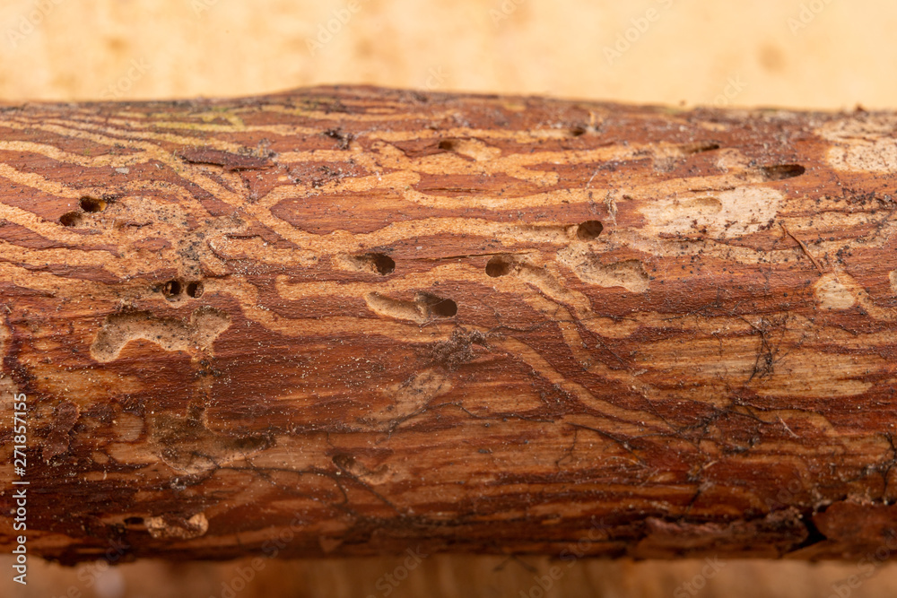 Fotografija Traced bark beetles on coniferous tree branches