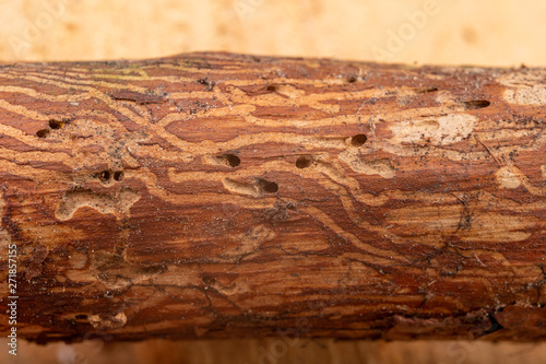 Traced bark beetles on coniferous tree branches. Places of living of forest pests.