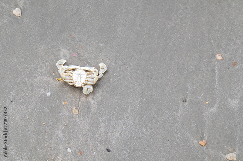 The dead supine crab on the sand and small stone at the beach, The sand is wet