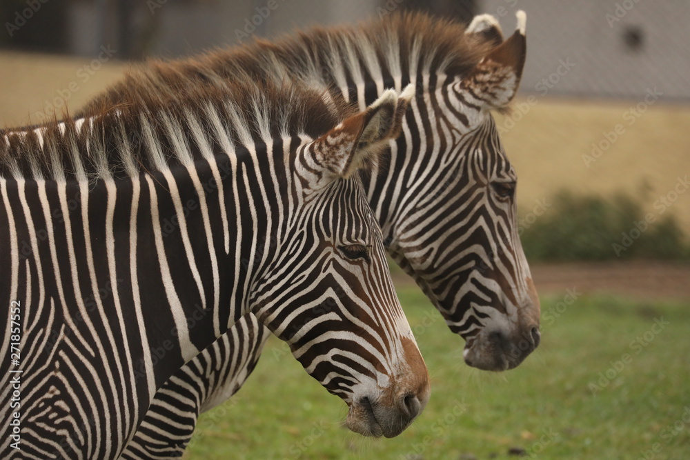 Two zebras are stand at a zoo in Lima, Peru Two zebras are stand at a zoo in Lima, Peru