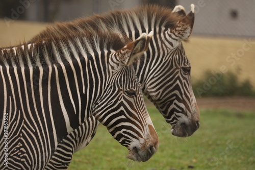 Two zebras are stand at a zoo in Lima  Peru