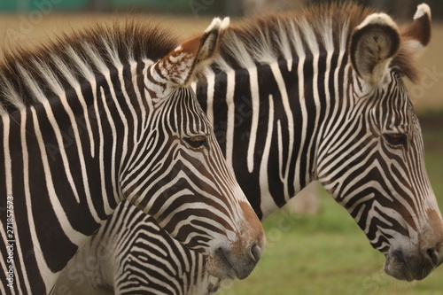 Two zebras are stand at a zoo in Lima, Peru