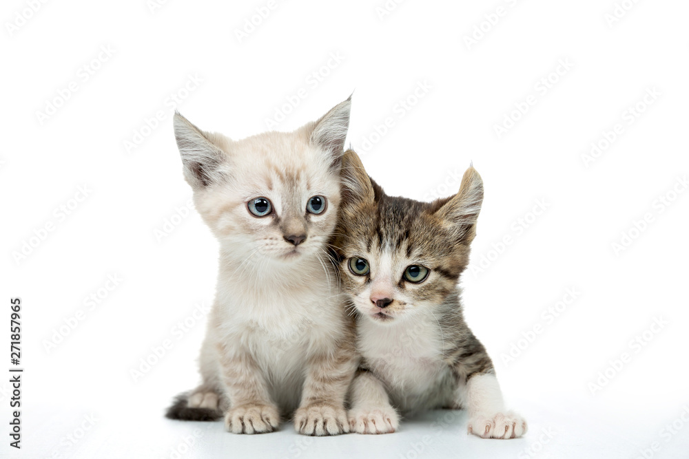 couple of baby kitten on white background
