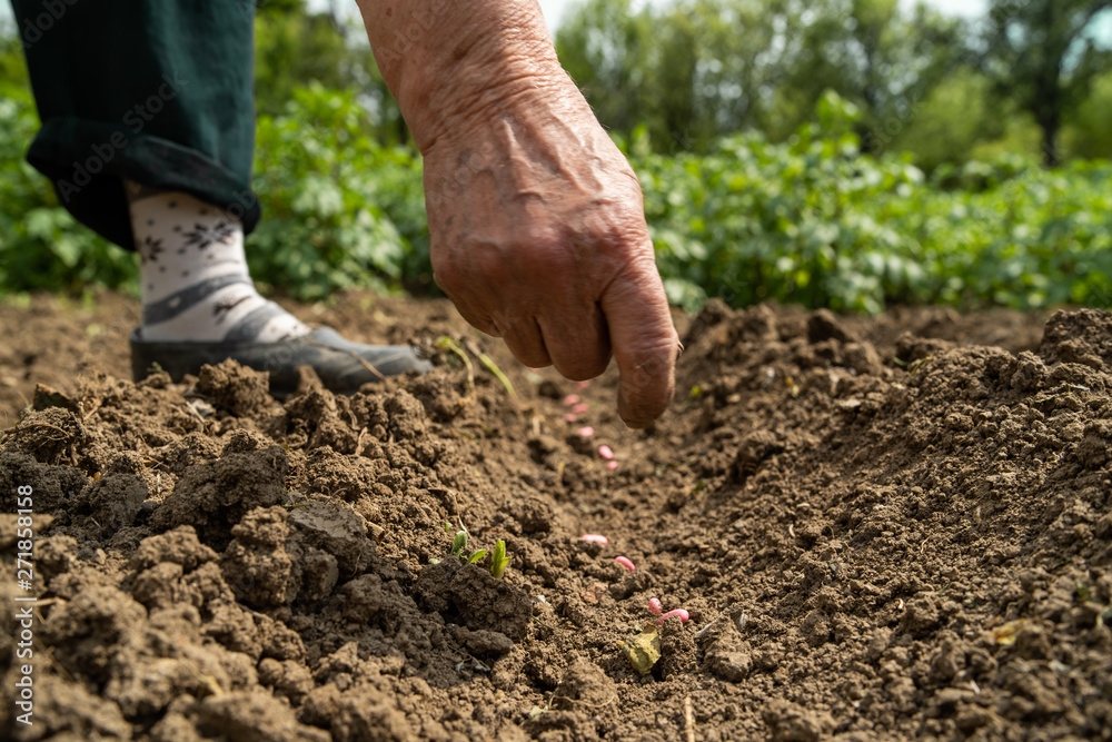 Close up on hand of female farmer woman planting seeds beans on the field crops seeding Close up on hand of female farmer woman planting seeds beans on the field crops seeding