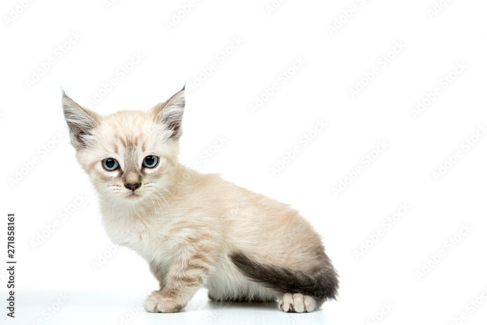 white kitty on white background portrait with blue eyes