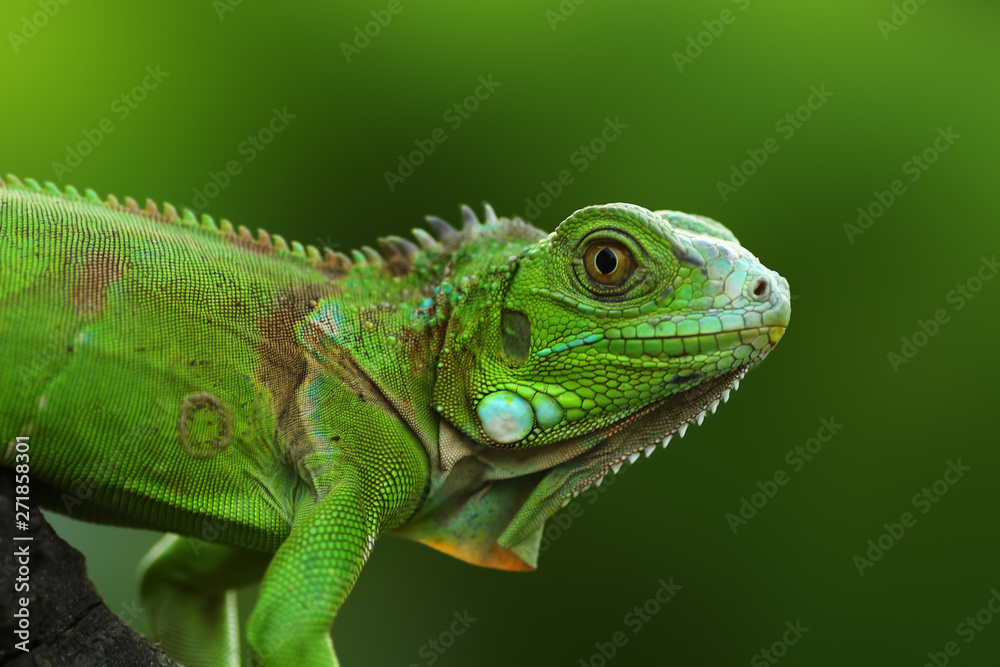 green iguana on a branch - obrazy, fototapety, plakaty 