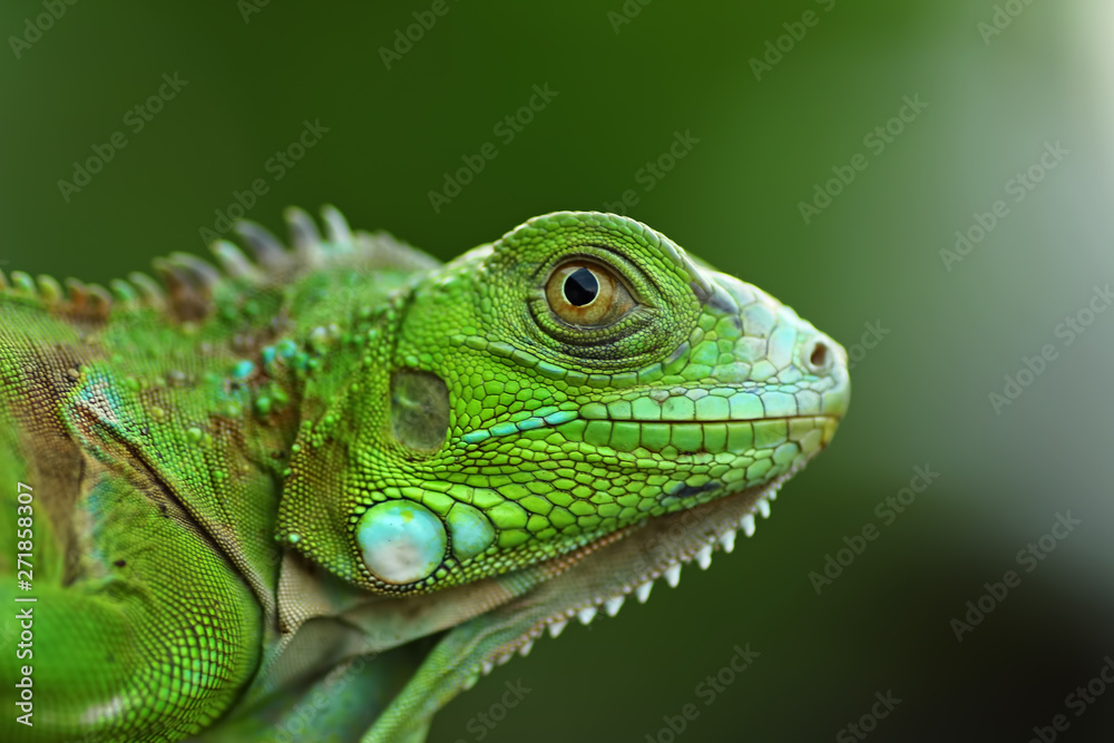 green iguana on a branch green iguana on a branch