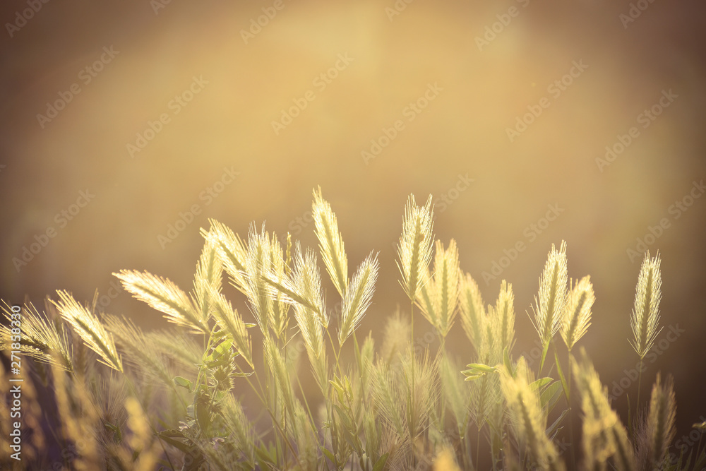 Fototapeta premium Blooming grass in the sunset