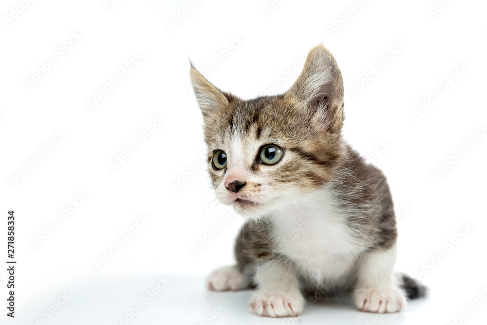 scared baby kitty on white background green eyes