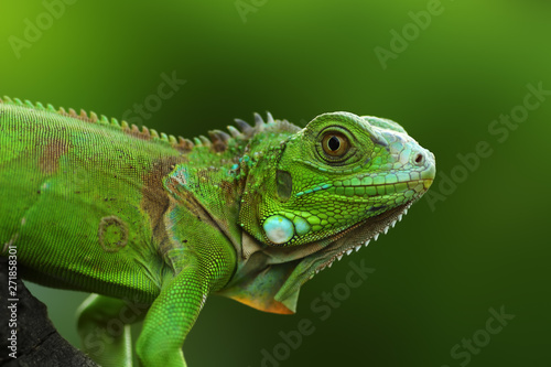 green iguana on a branch photo
