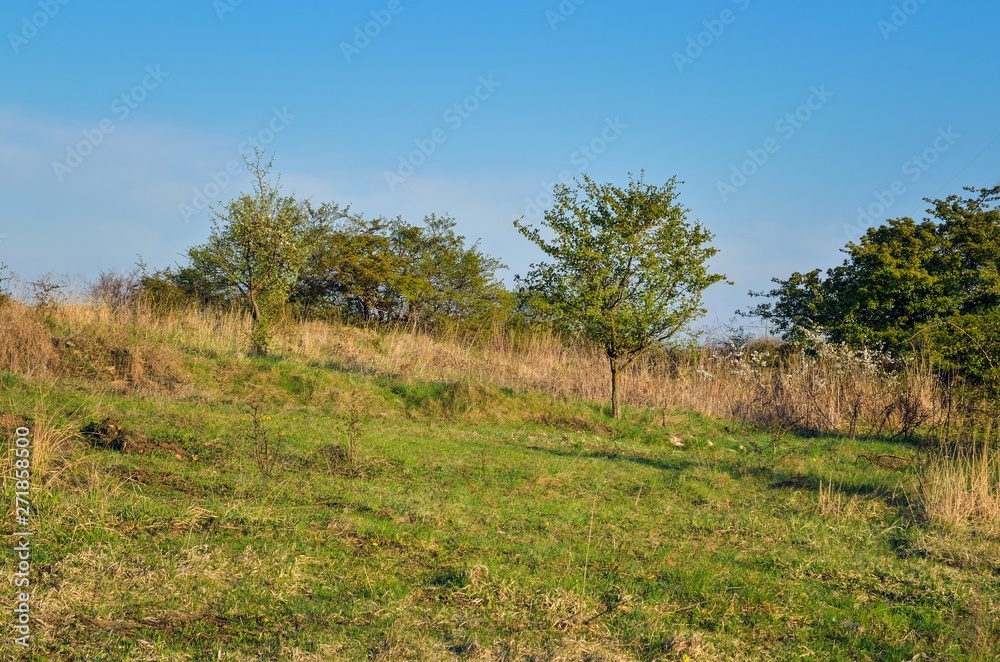 Beautiful natural spring landscape. Grass and trees in the spring scenery.