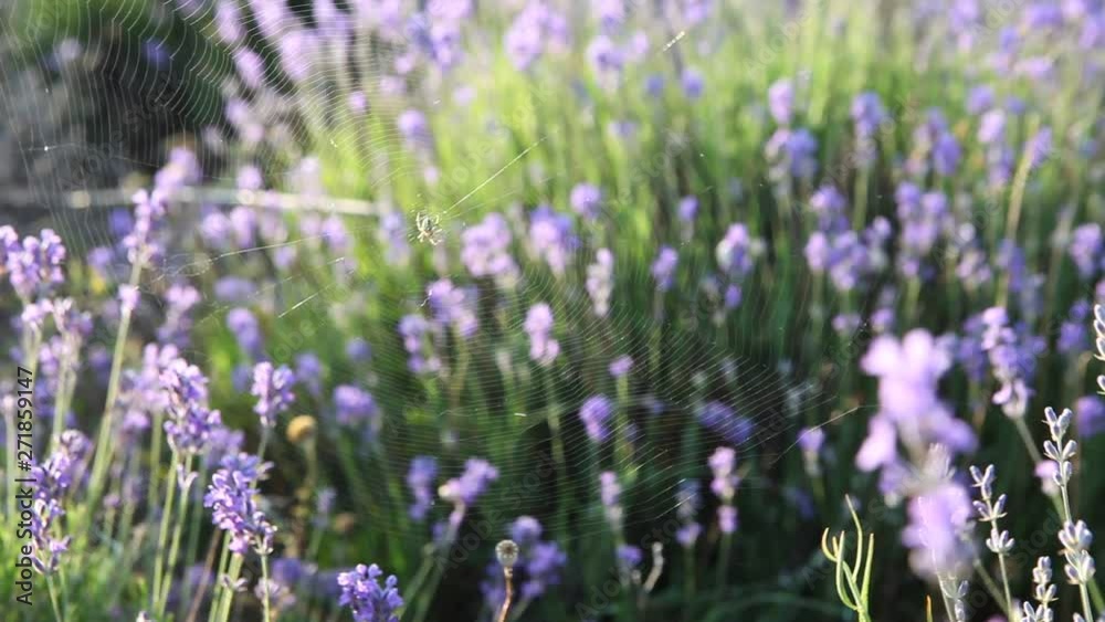 lavender flowers purple sunset wind summer sea Crimea Russia mood soul tenderness romance Provence lavender flowers purple sunset wind summer sea Crimea Russia mood soul tenderness romance Provence