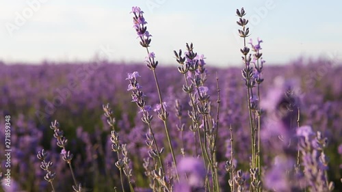  lavender flowers purple sunset wind summer sea Crimea Russia mood soul tenderness romance Provence photo