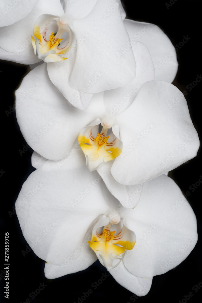 White beautiful orchid on around black background White beautiful orchid on around black background
