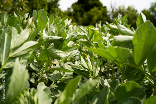 Canvas-taulu Vicia faba sativa broad bean fava bean faba, crops on the farm field