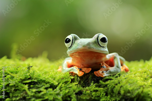 tree frog, java tree frog, flying frog sitting on moss ( rhacophorus reinwardtii ) © Agus Gatam
