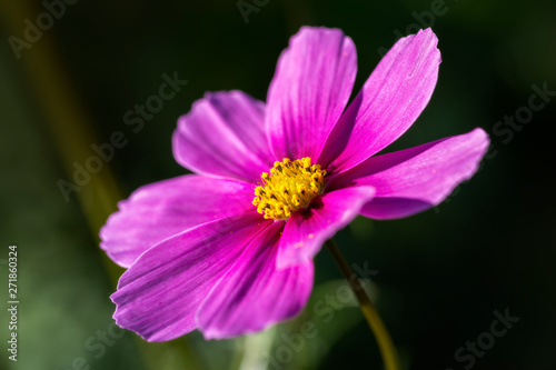 Purple and Yellow Cosmos flower