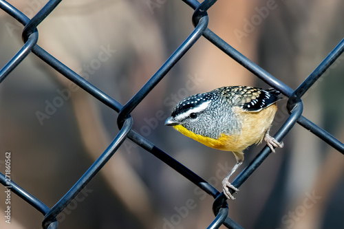 Male Spotted Pardalote (Pardalotus punctatus) photo