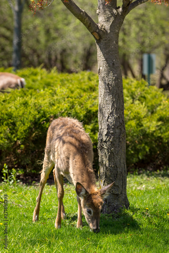 Young whitetail deer standing next to a tree grazing on dandelions in an urban park. Young whitetail deer standing next to a tree grazing on dandelions in an urban park.