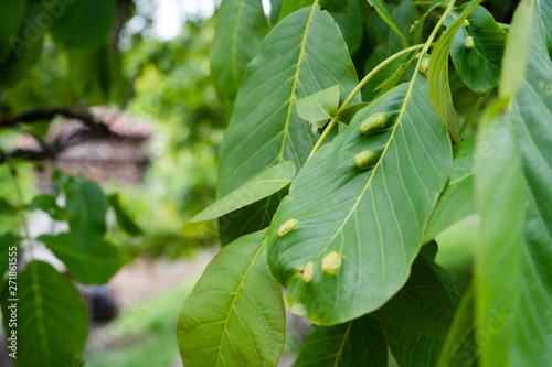 Eriophyes tristriatus erineus walnut desease leaf gall caused by mite leaves damaged