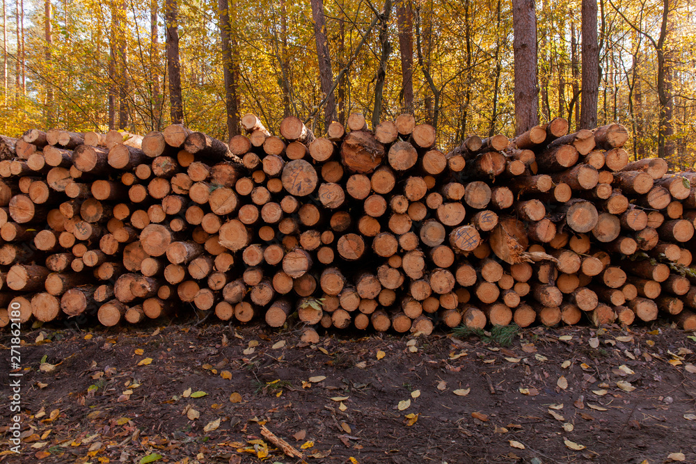Pile of logs laying in a forest