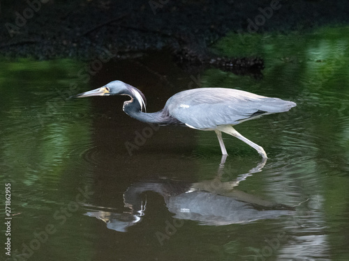 Blue-gray, black, and white tricolored heron with long neck and pointed yellow bill with black tip is wading in dark green water.