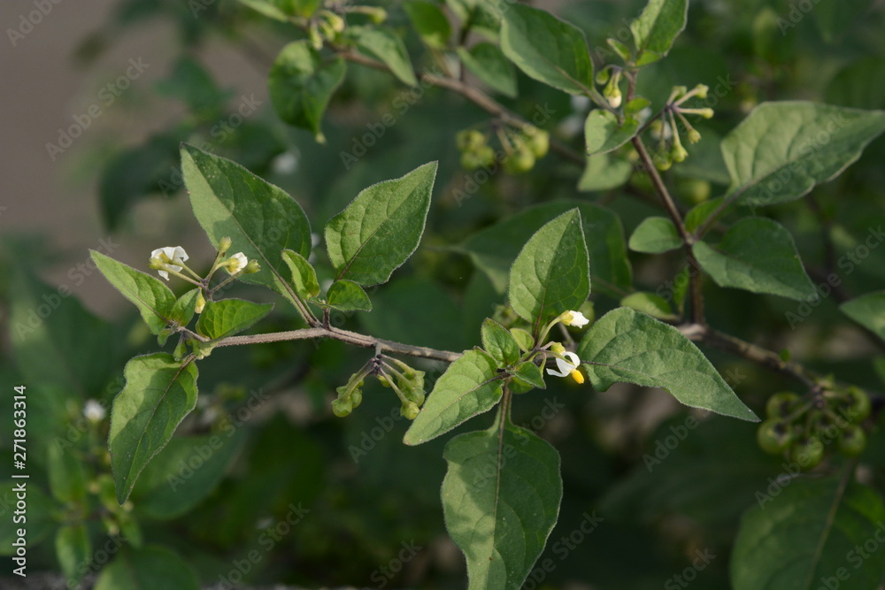 Black nightshade is a weed growing on the roadside and is a toxic plant containing alkaloids.