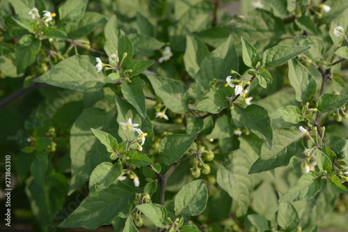 Foto Black nightshade is a weed growing on the roadside and is a toxic plant containing alkaloids