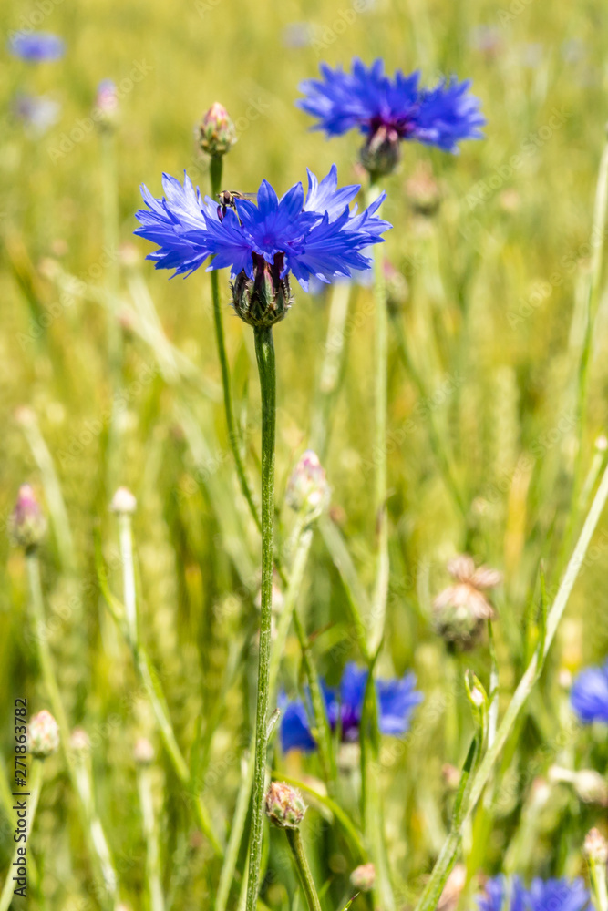 poppies and cornflower nearj Bellegarde-en-Forez, France poppies and cornflower nearj Bellegarde-en-Forez, France
