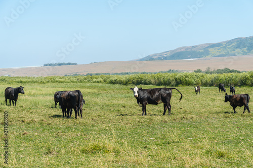 Fototapeta Naklejka Na Ścianę i Meble -  Cows Grazing in a Green Meadow. Summer Landscape