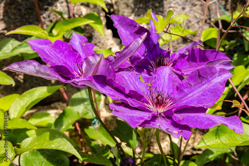 Purple flowera