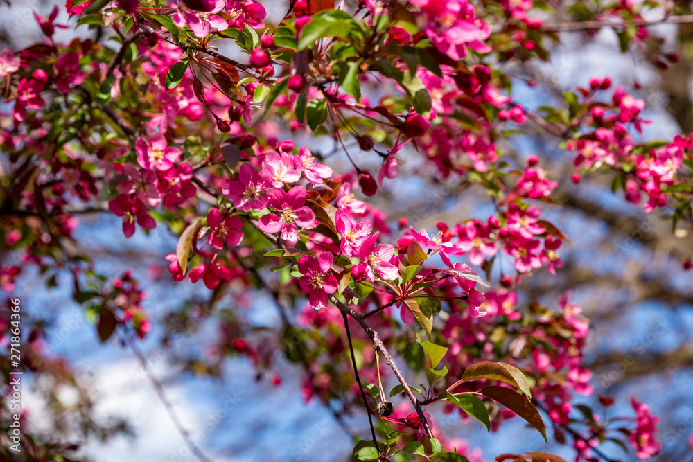 Close up of brightly colored Cherry Blossoms in sunlight against a blue sky Close up of brightly colored Cherry Blossoms in sunlight against a blue sky