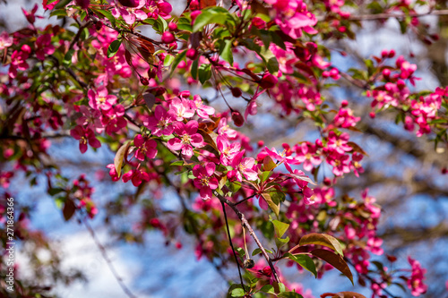 Close up of brightly colored Cherry Blossoms in sunlight against a blue sky