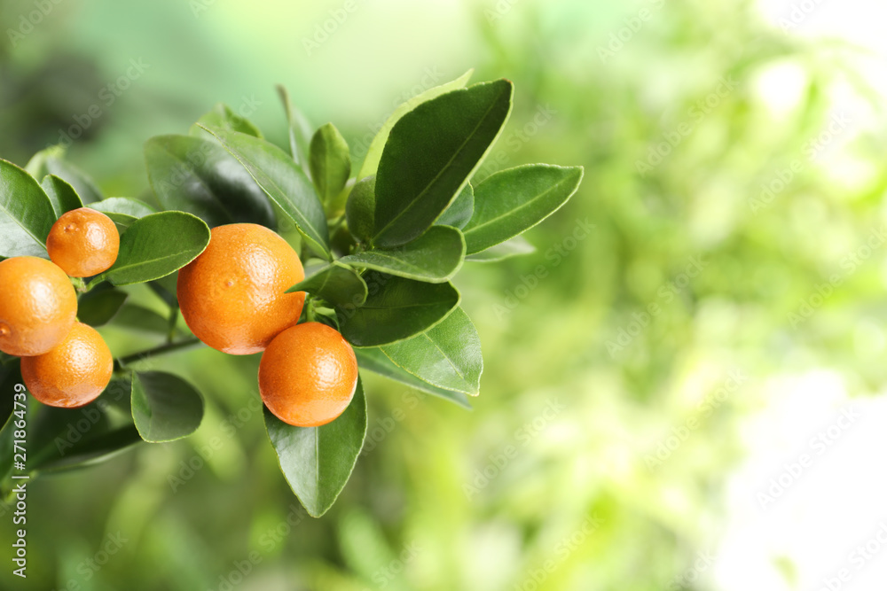 Citrus fruits on branch against blurred background. Space for text Citrus fruits on branch against blurred background. Space for text