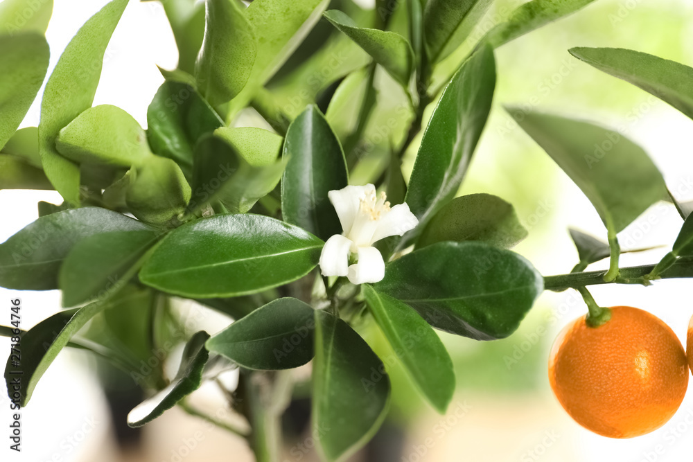 Citrus tree with flower and fruit on blurred background