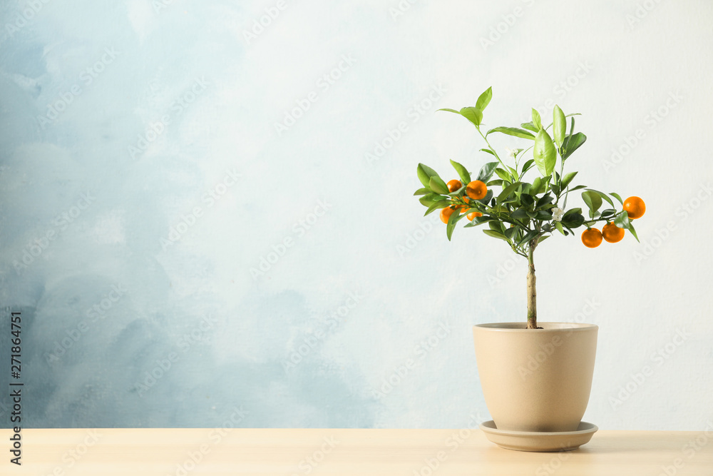 Citrus tree in pot on table against color background. Space for text Citrus tree in pot on table against color background. Space for text