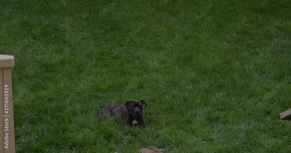 Brindle pitbull stares at camera, jumps up runs towards it Brindle pitbull stares at camera, jumps up runs towards it