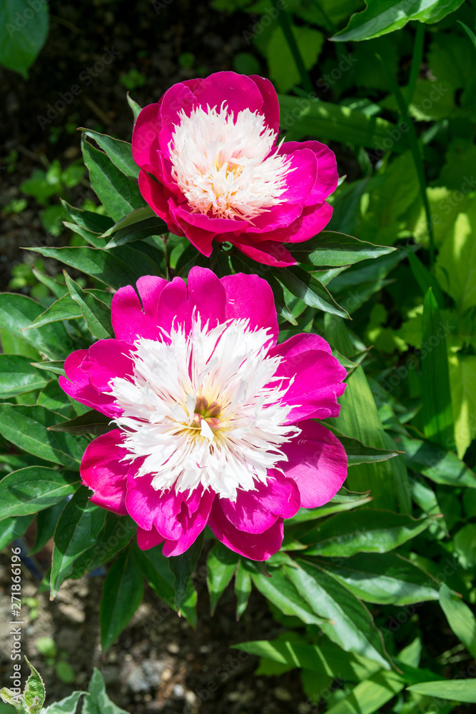 Obraz premium ピンクと白の芍薬