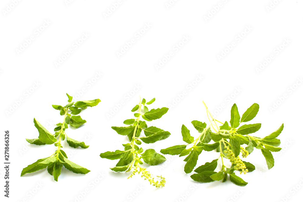 Thai basil on white background Thai basil on white background
