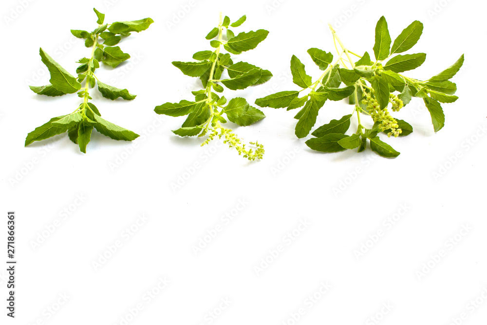 Thai basil on white background Thai basil on white background