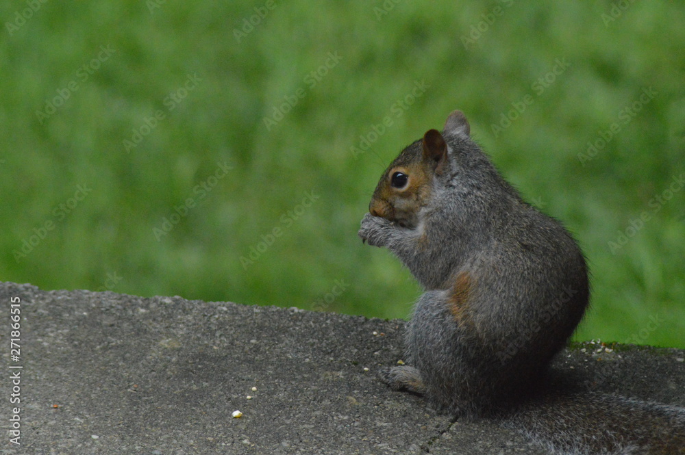Obraz premium Squirrel Scavenging