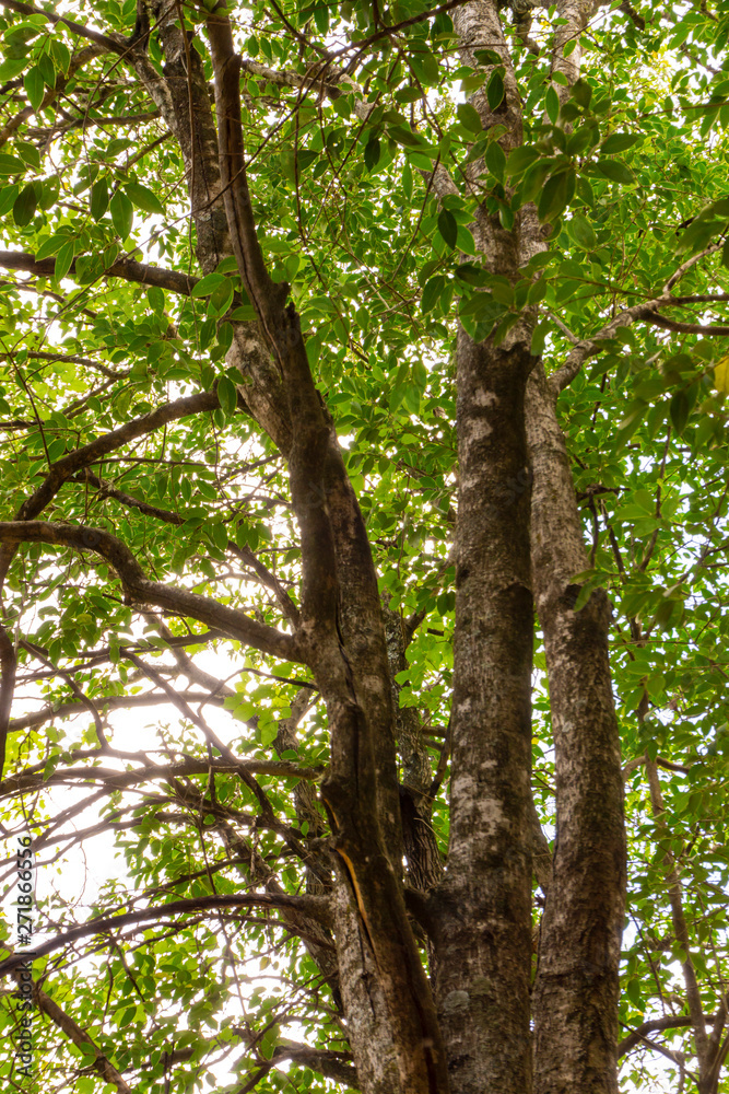 Fototapeta premium green leaves on branches of a tree